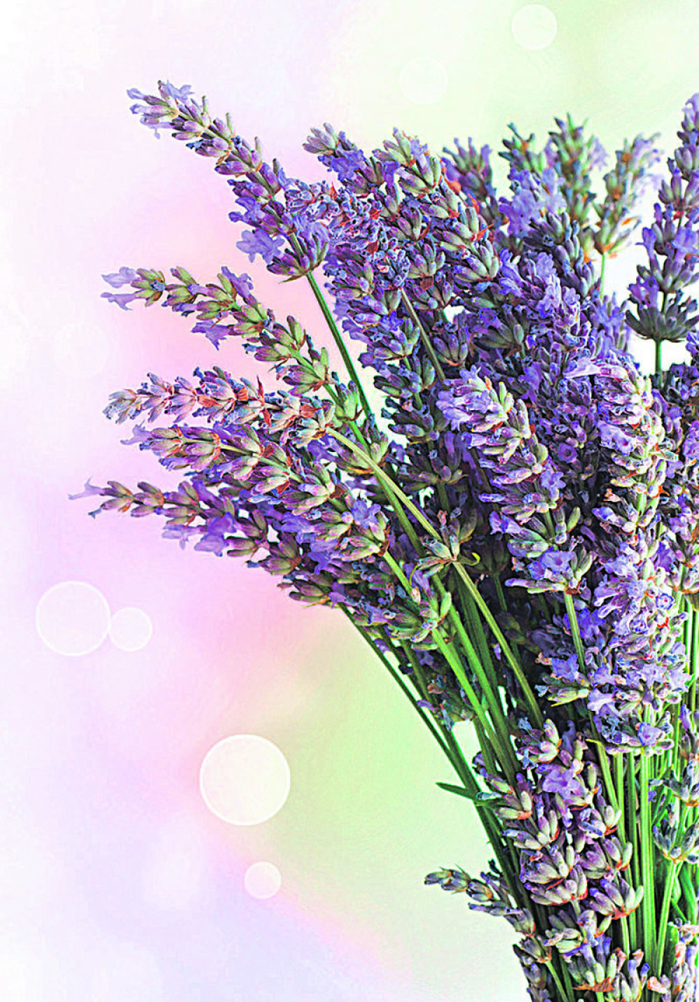 Pet biljaka za miran san