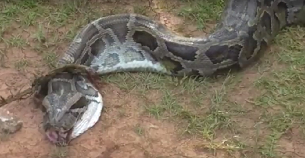 Iz bazena spasili ogromnog monstruma kojeg su paraziti hteli živog da pojedu (FOTO)