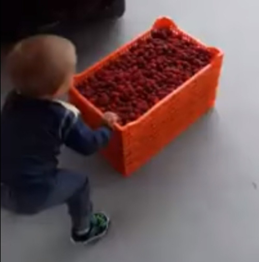 Mali Fića je najmlađi malinar u Srbiji! (VIDEO)