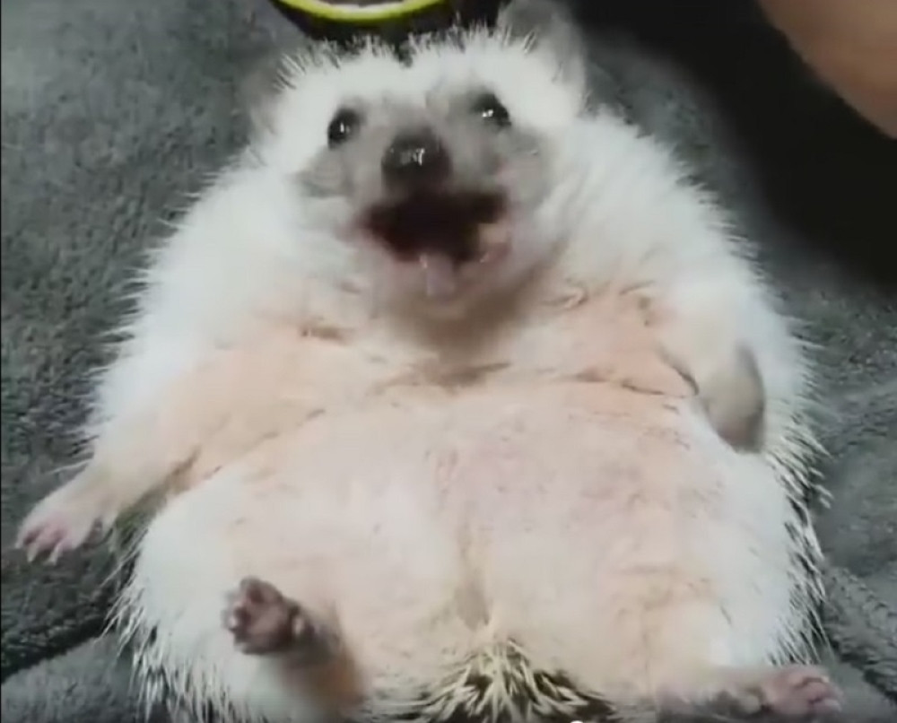 Snimak ovog ježa će vas oduševiti! (VIDEO)