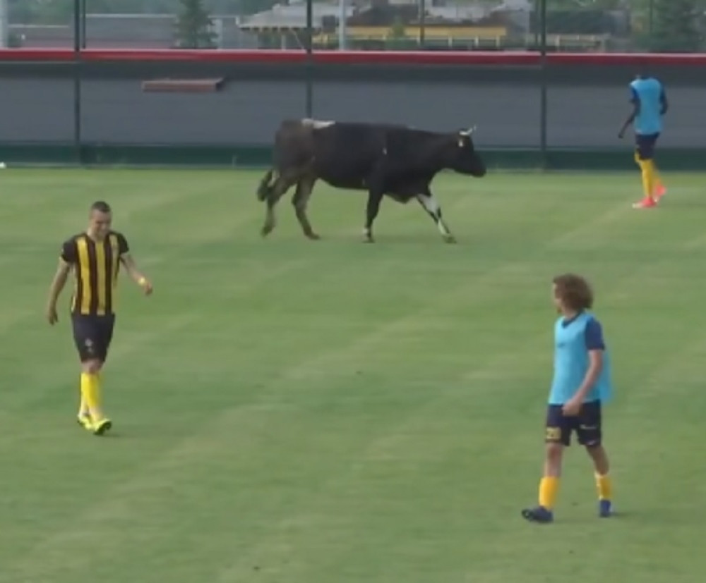 Momci, prekidamo utakmicu, samo da bik prođe (VIDEO)