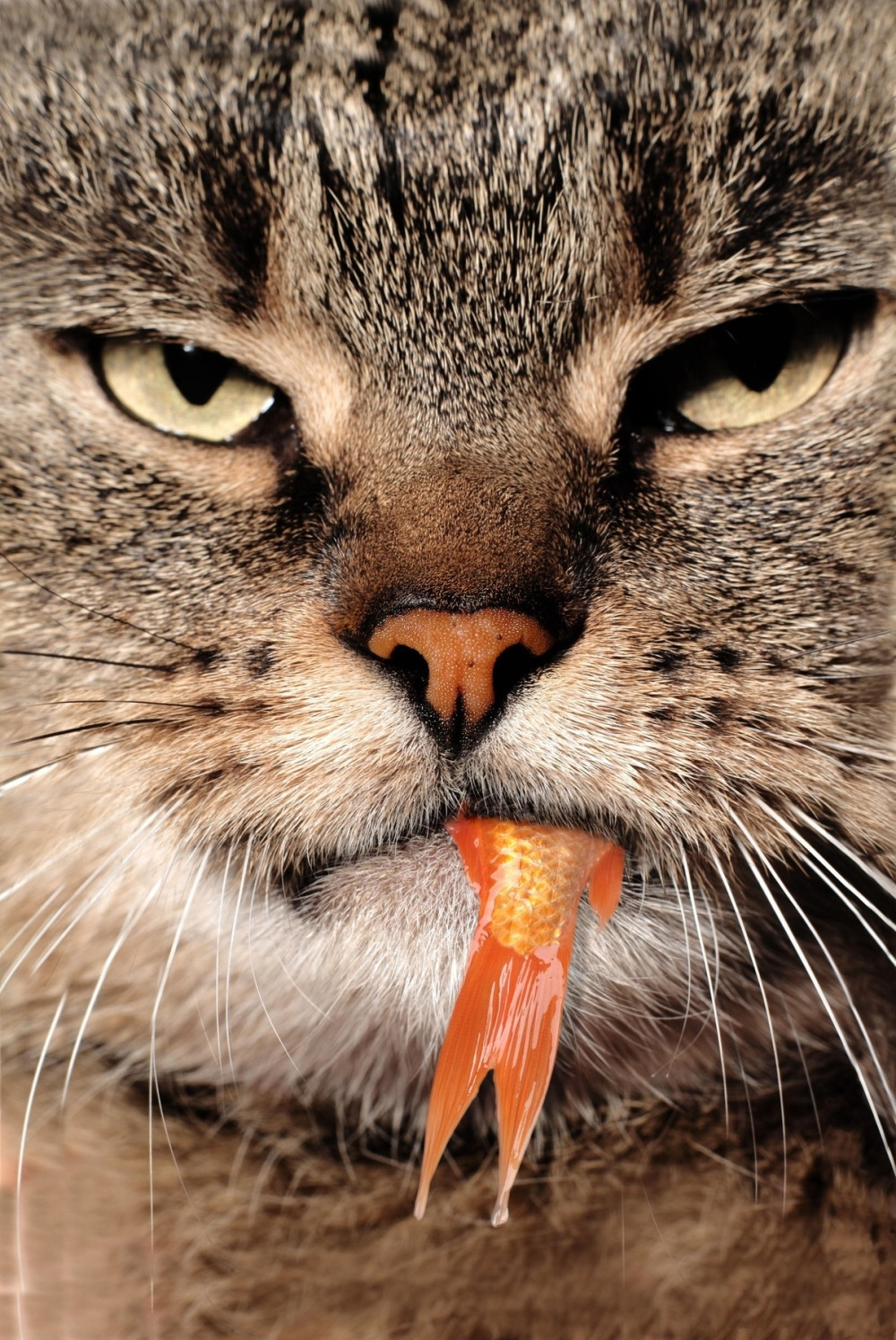 Evo zašto mačke imaju potrebu da vlasniku donesu uhvaćen plen