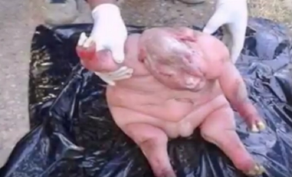 Rođeno jagnje koje liči na čoveka (VIDEO)