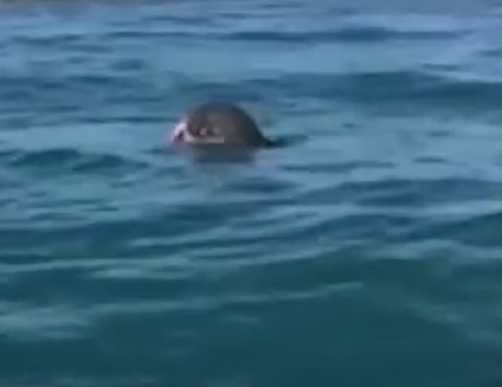 Borba hobotnice i foke ostavlja bez daha (VIDEO)