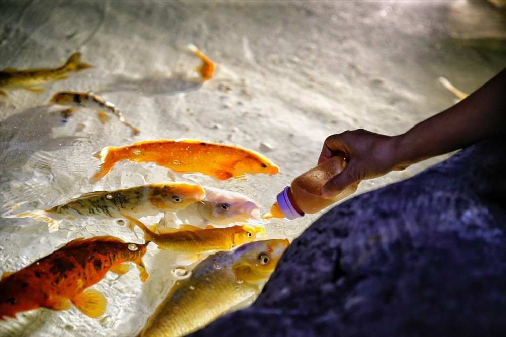 Ribe hrane flašicom za bebe (FOTO + VIDEO)