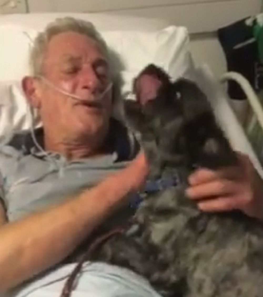 Pas probudio vlasnika iz kome (VIDEO)
