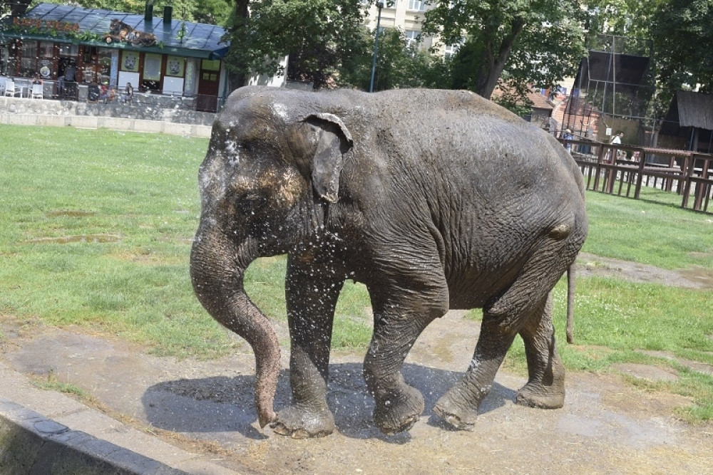 Slonica se osvežava bananama, medved sladoledom od ribe!