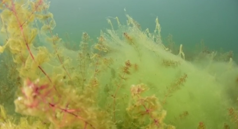 Ovo vas je pipnulo dok ste plivali! (VIDEO)