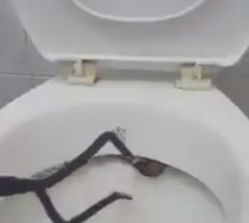 Zmija im se zavukla u WC šolju, usledio je ŠOK! (VIDEO)