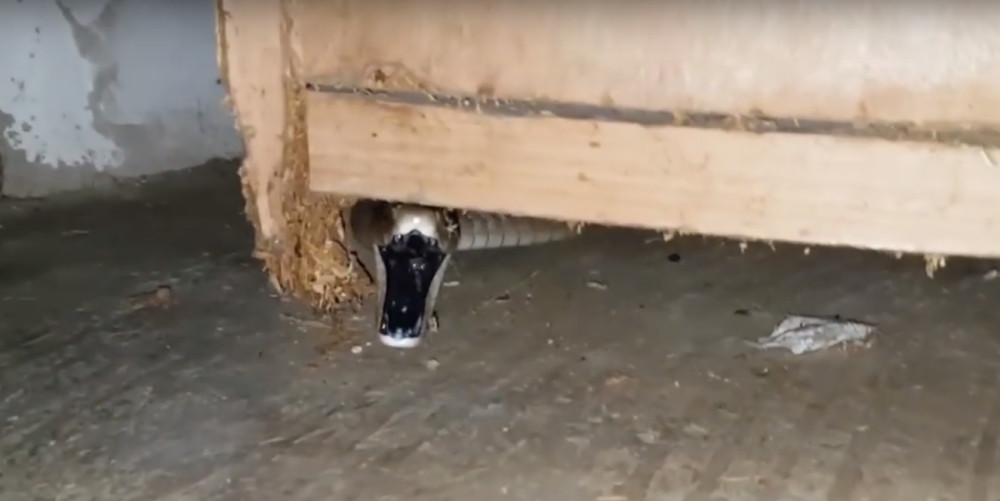 Najotrovniju zmiju uhvatio kao od šale!