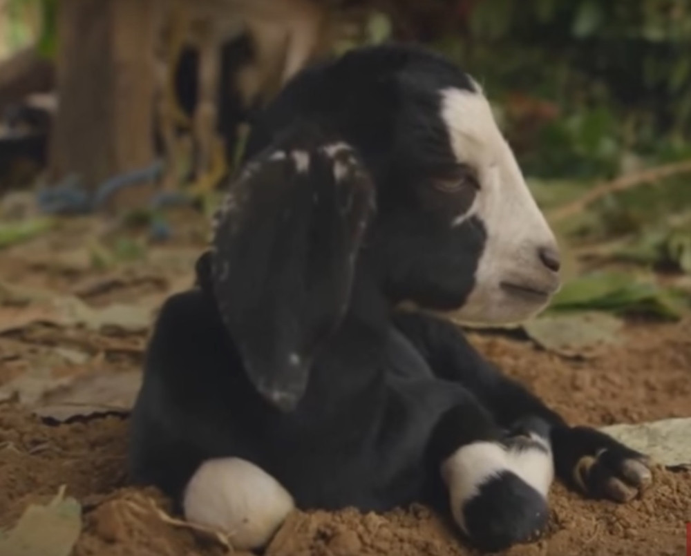 Raznežićete se kada vidite kako ove životinje kijaju (VIDEO)