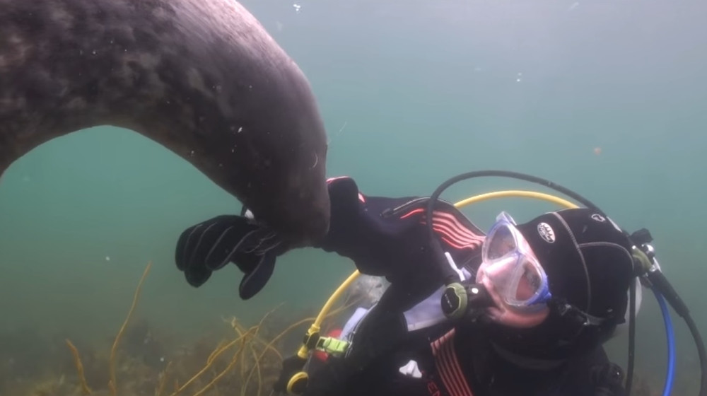 Mogao je da ispadne horor, a desilo se nešto čudesno lepo! (VIDEO)