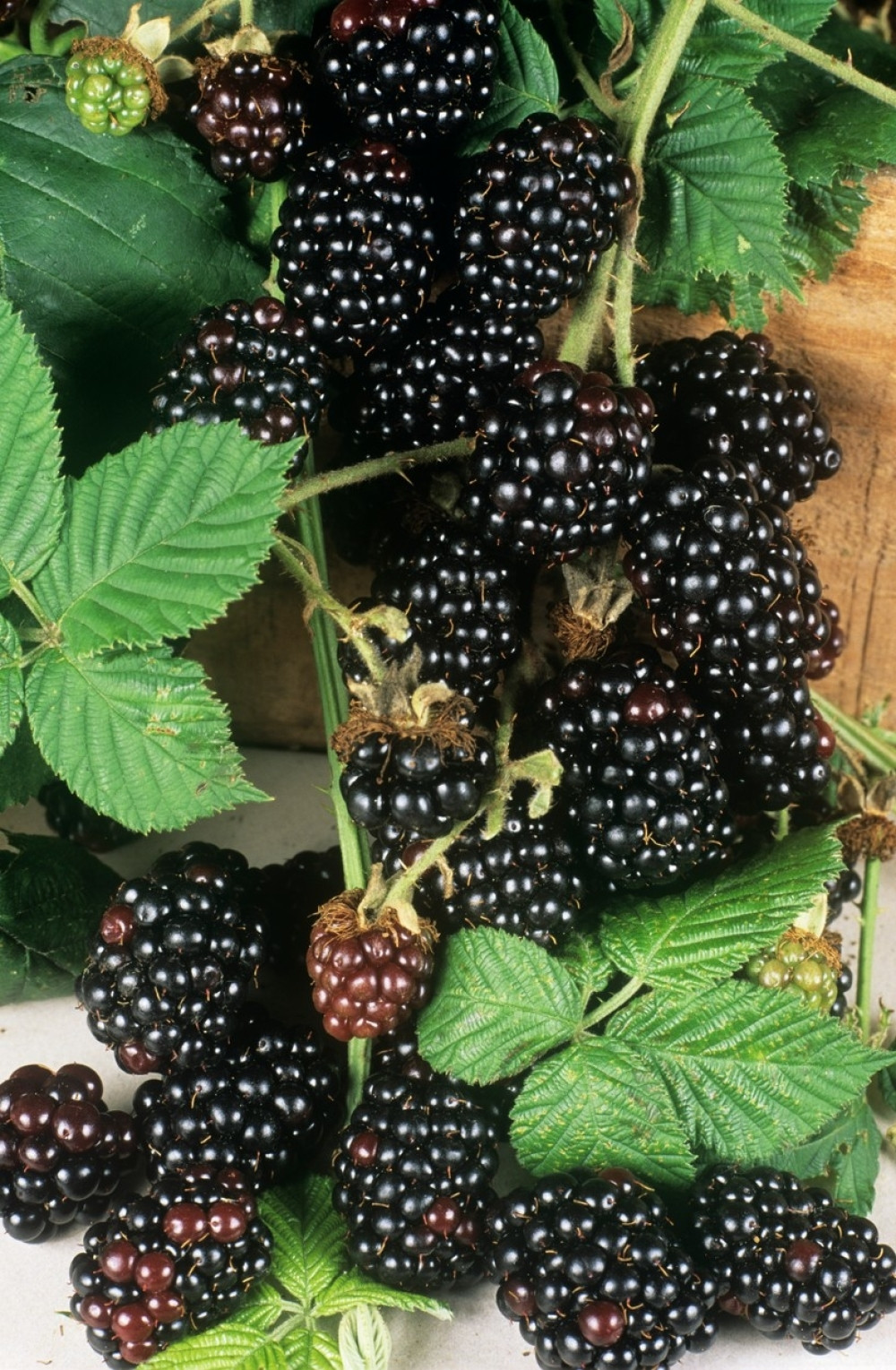 Evo kolika je cena kupina