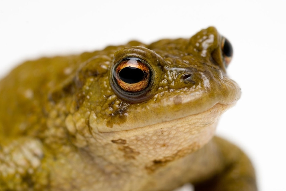 Od žaba hteli da prave vijagru!