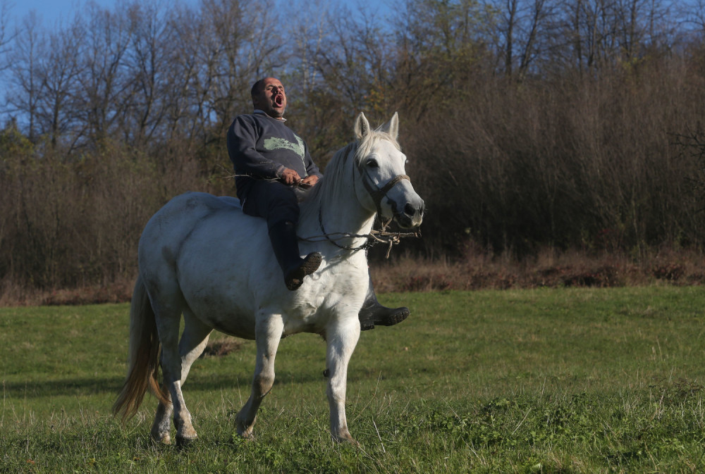Mariću, dođi da pečemo vola!