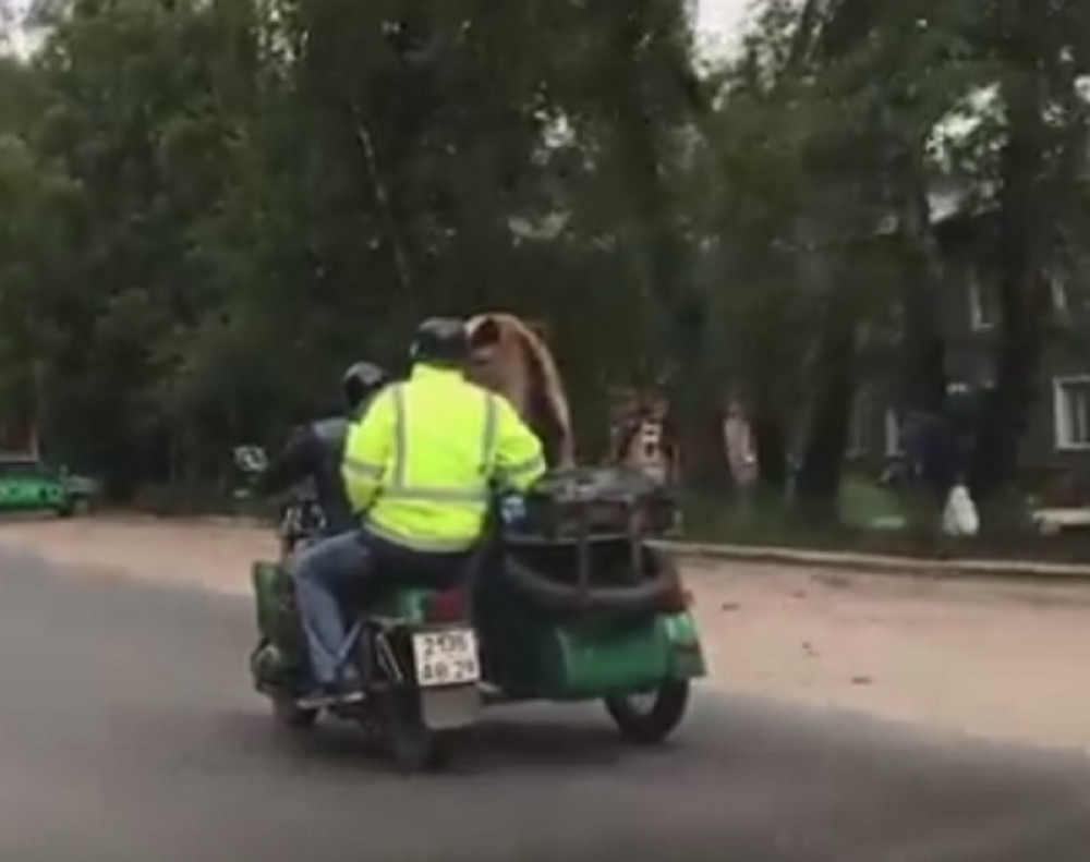 Vozili medveda na motoru, a on mahao prolaznicima (VIDEO)