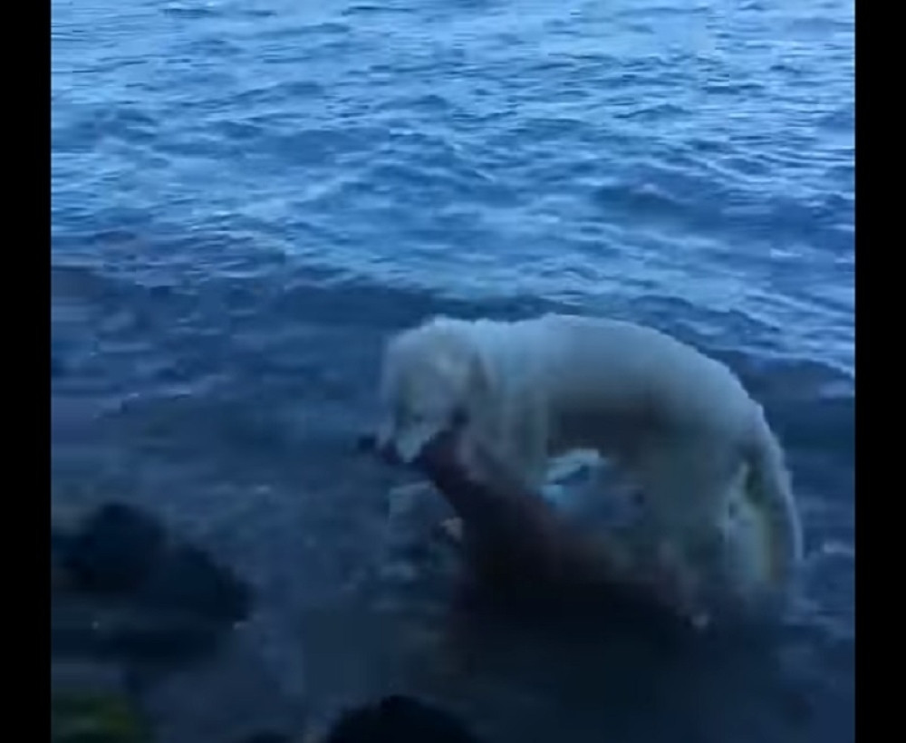 Pas skočio da spasi jelena koji se davi!