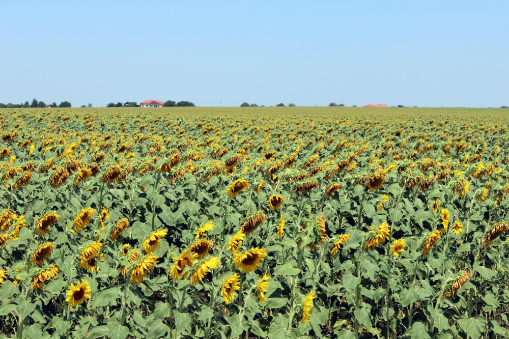 I suncokret pognuo glavu pred suncem