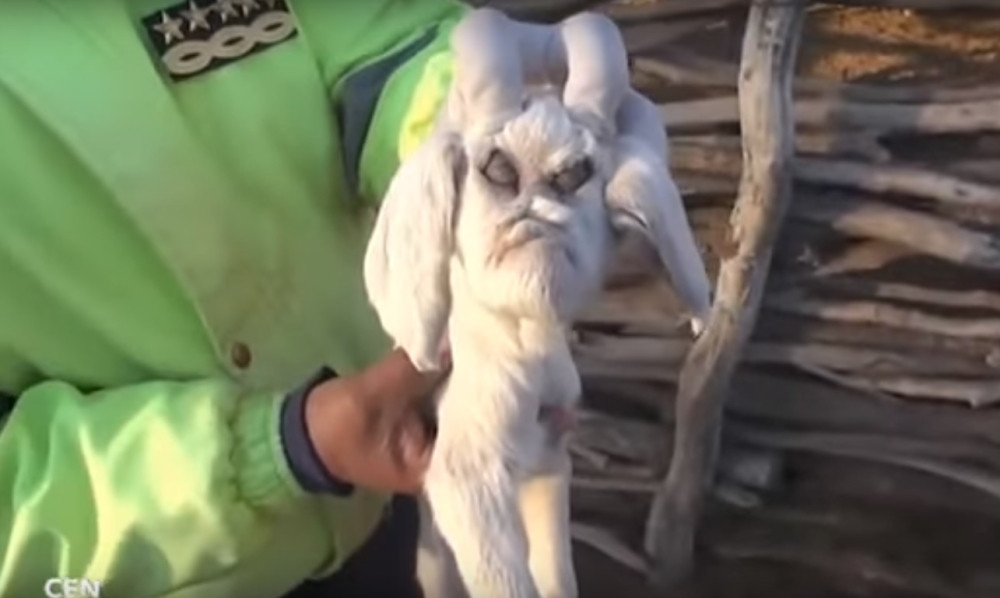 Rođeno jare sa licem demona!