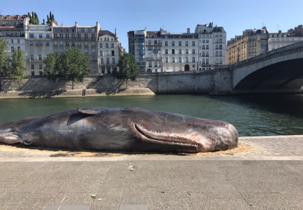 Mrtvog kita našli na obali Sene!