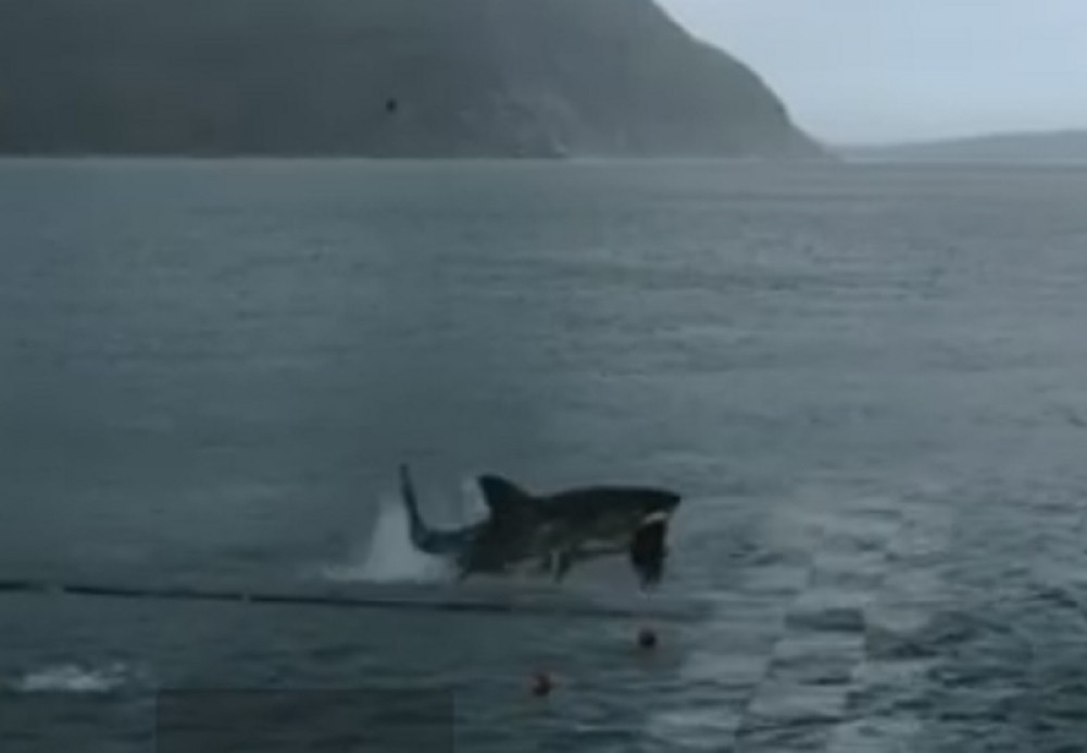 Otkrivene nove vrste ajkula koje koriste peraja da bi hodale (VIDEO)