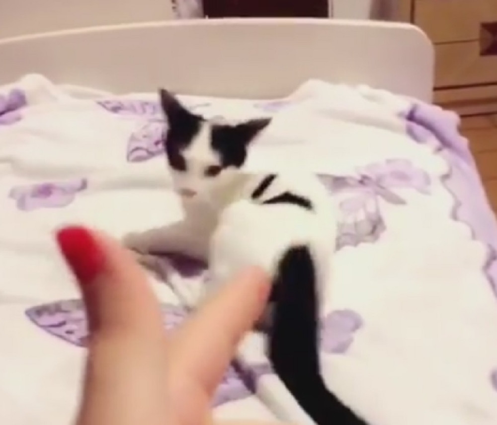 Ova mačka je najveći car (VIDEO)