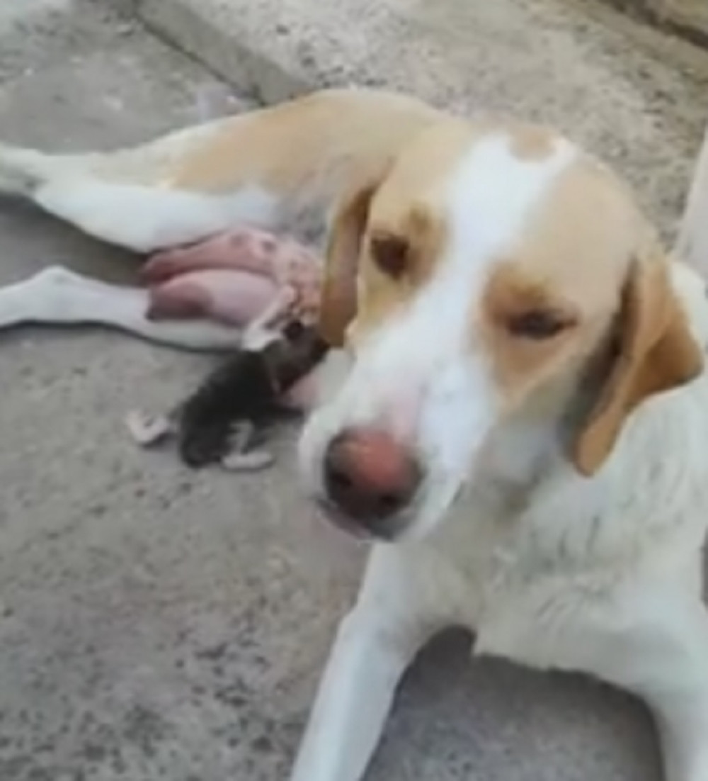 Kuca spasila život mačetu koje su bacili u đubre (VIDEO)