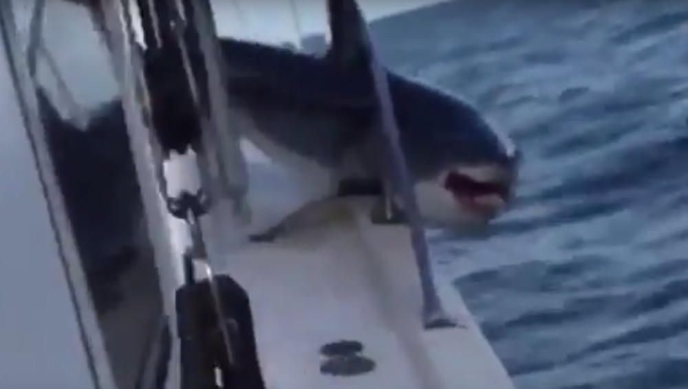 Ajkula im skočila na palubu