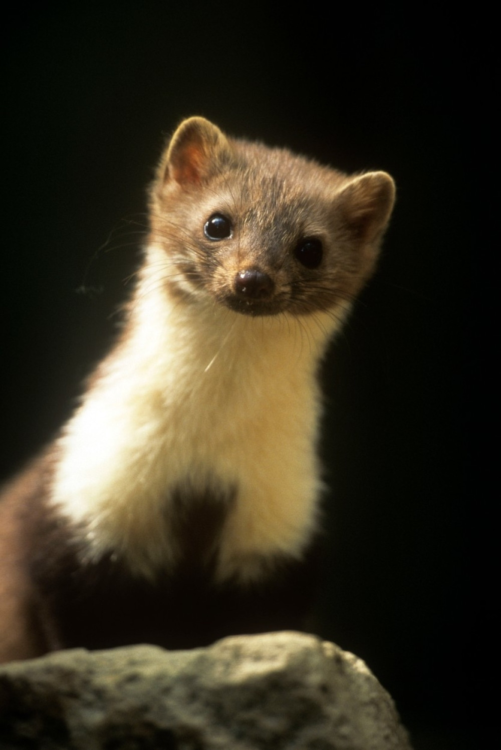 Zbog ovog stvorenja pola Valjeva nije imalo struju