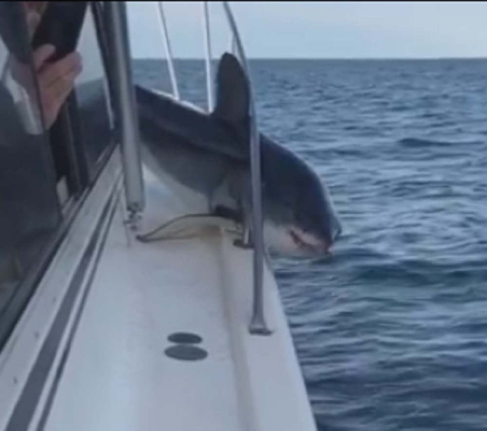 Ajkula uskočila na brod, ovako se završila "noćna mora" (VIDEO)