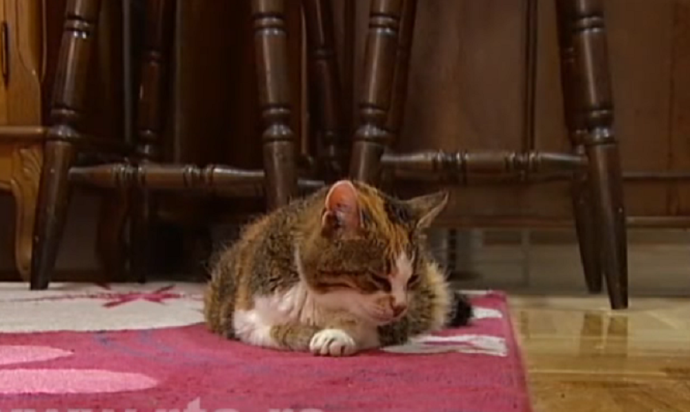 Mačka Kika od 150 leta! (FOTO)