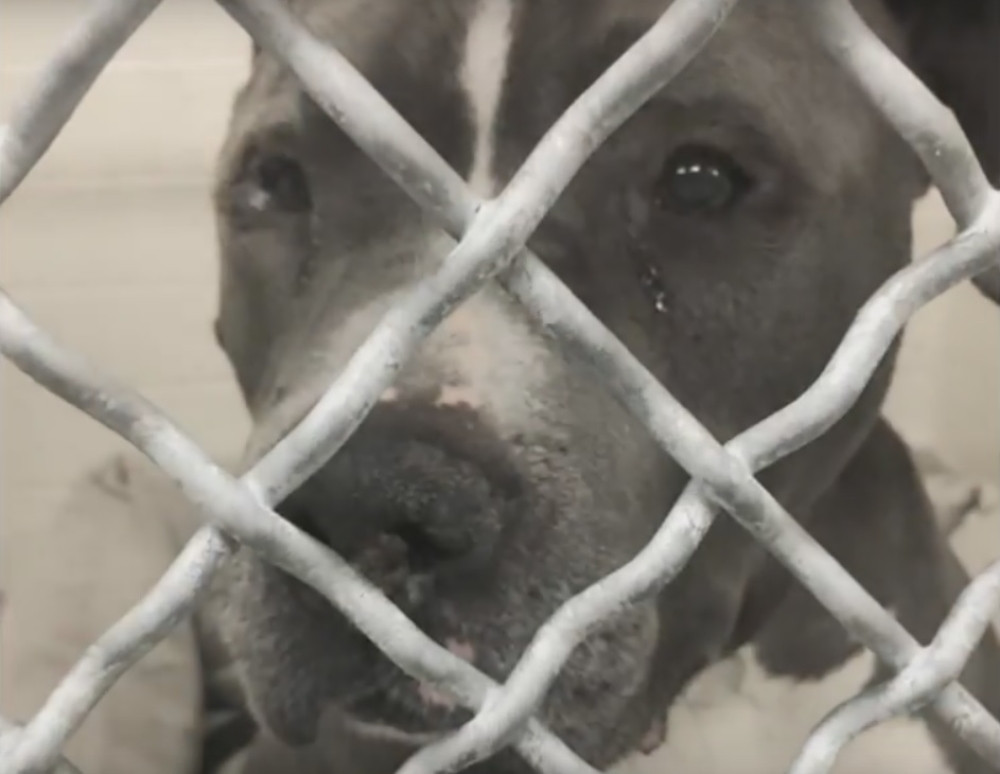 Kada budete videli ovaj snimak PLAKAĆETE KAO KIŠA! I još važnije - nikada vam neće pasti na pamet da OSTAVITE SVOG PSA! (VIDEO)