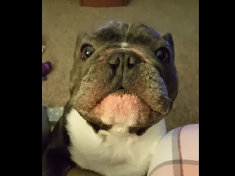 Francuski buldog oponaša formulu!