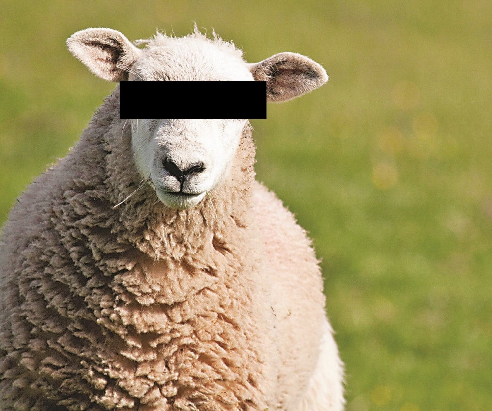 Seljak sa Novog Zelanda uhapšen jer je prodavao ovce kao seksualne robinje, i to pripadnicima ISLAMSKE DRŽAVE!