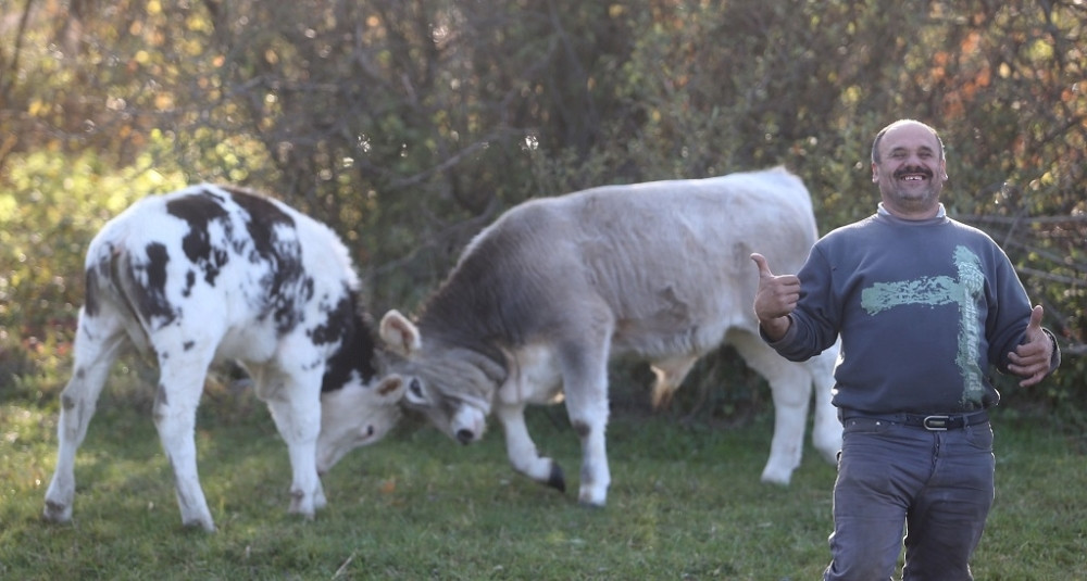 Zmaj od Šipova glavna zvezda