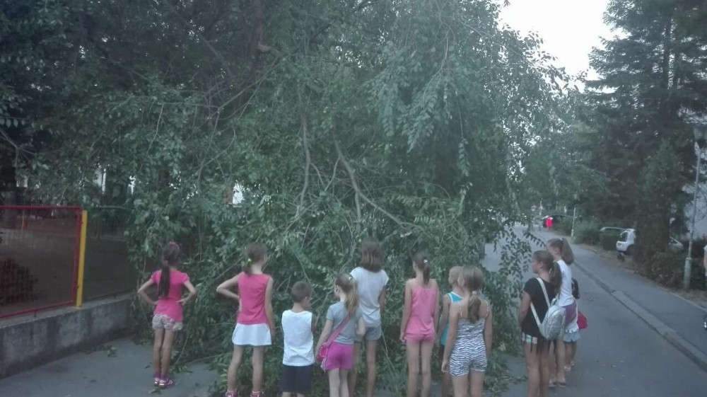 Trulo stablo umalo ubilo decu u Kotežu!