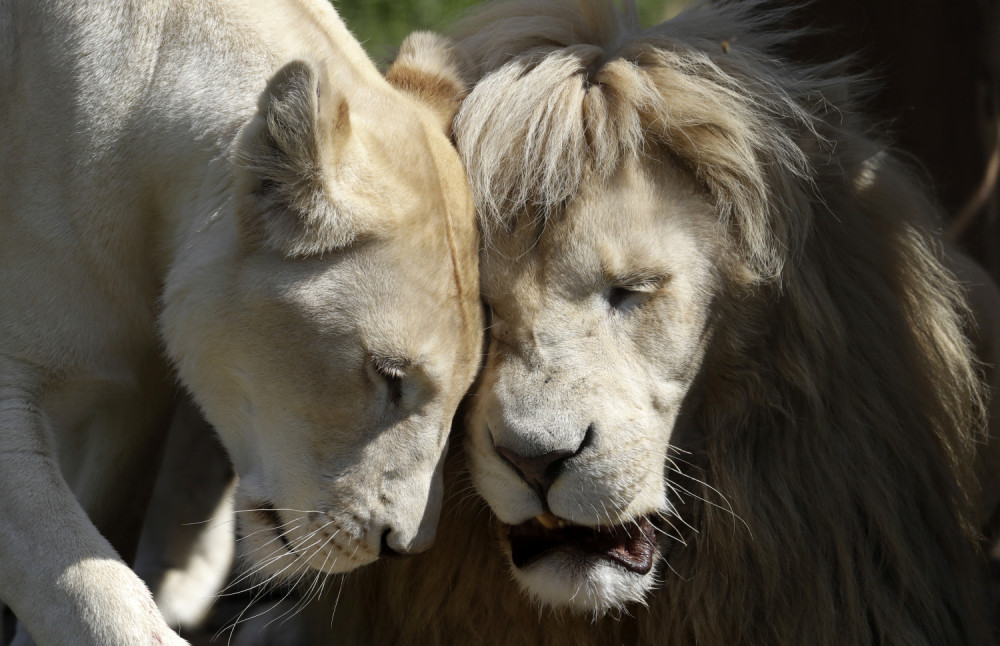 Četiri lava u zoo vrtu pozitivna na koronu