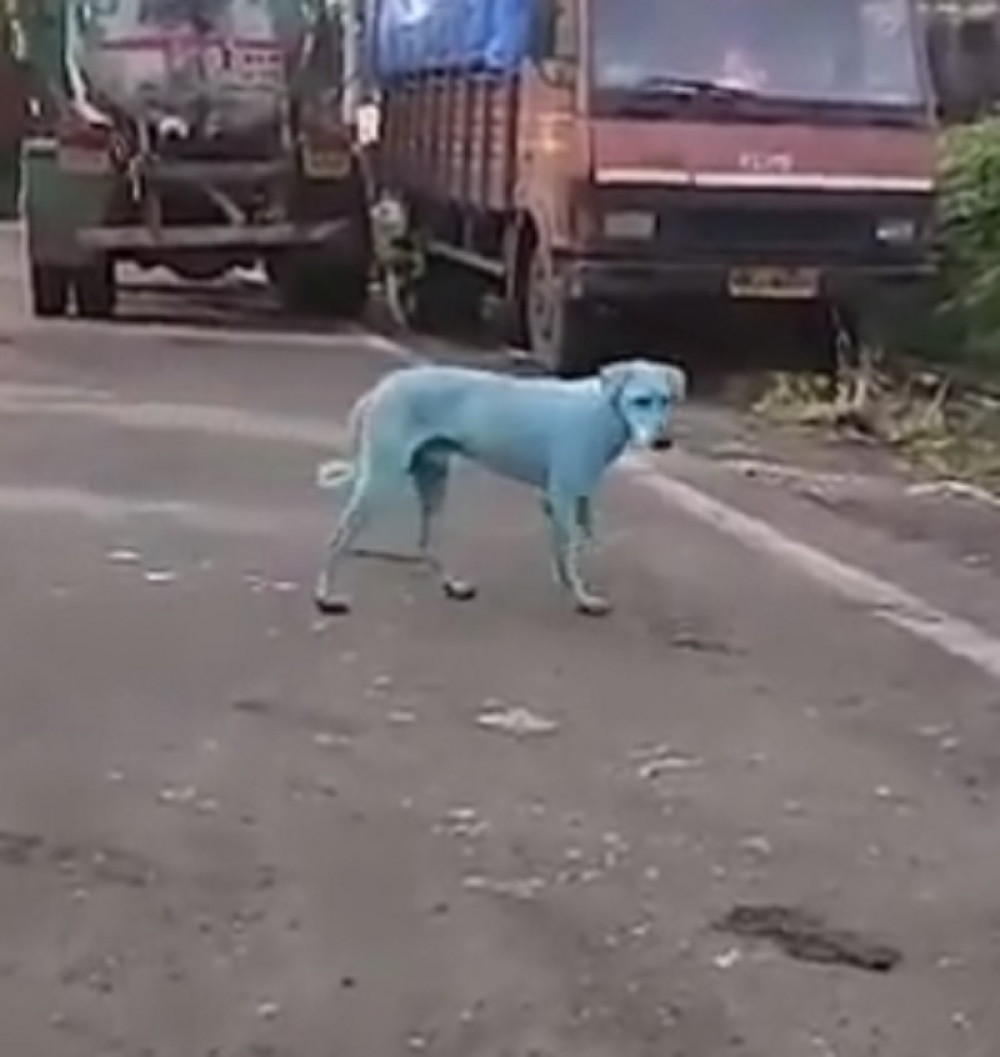 Beli psi postali plavi posle kupanja u reci (VIDEO)