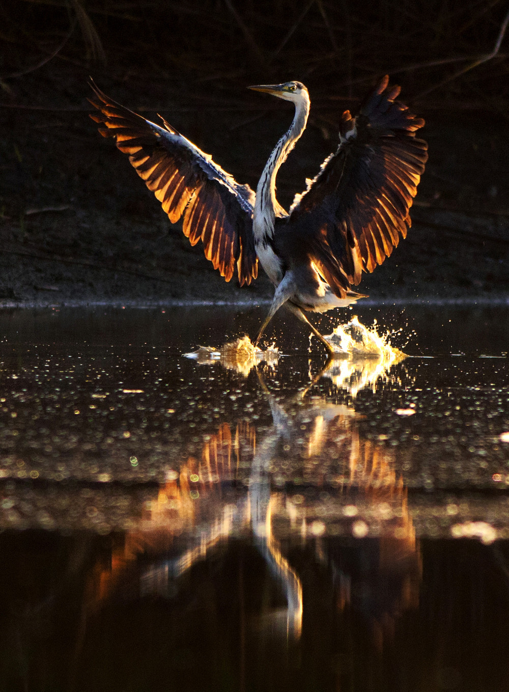 Ovako je Alo! prošle nedelje video svet!