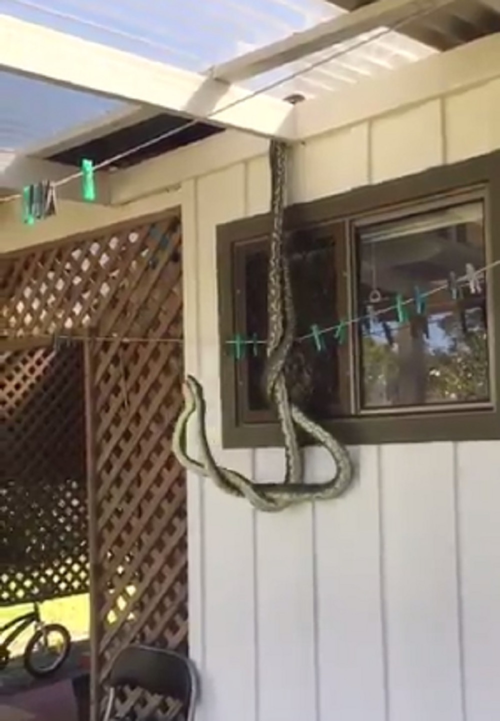 Dva ogromna pitona visila sa krova kuće! (VIDEO)