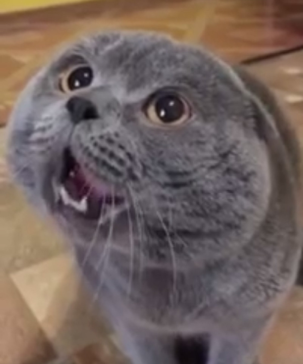 Zašto se mačke boje krastavaca? (VIDEO)