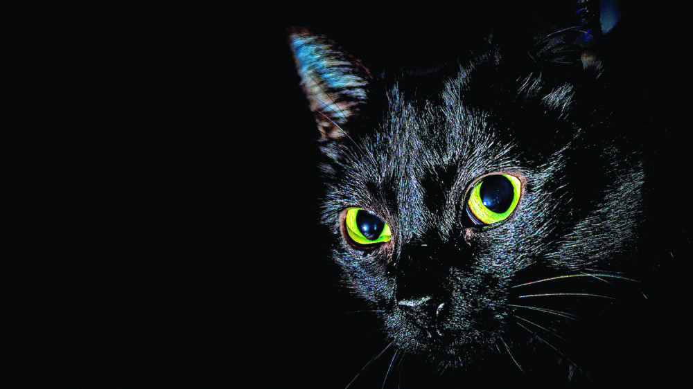 Najveća zabluda je da donose nesreću, a ovo su samo neke činjenice zašto su posebne!