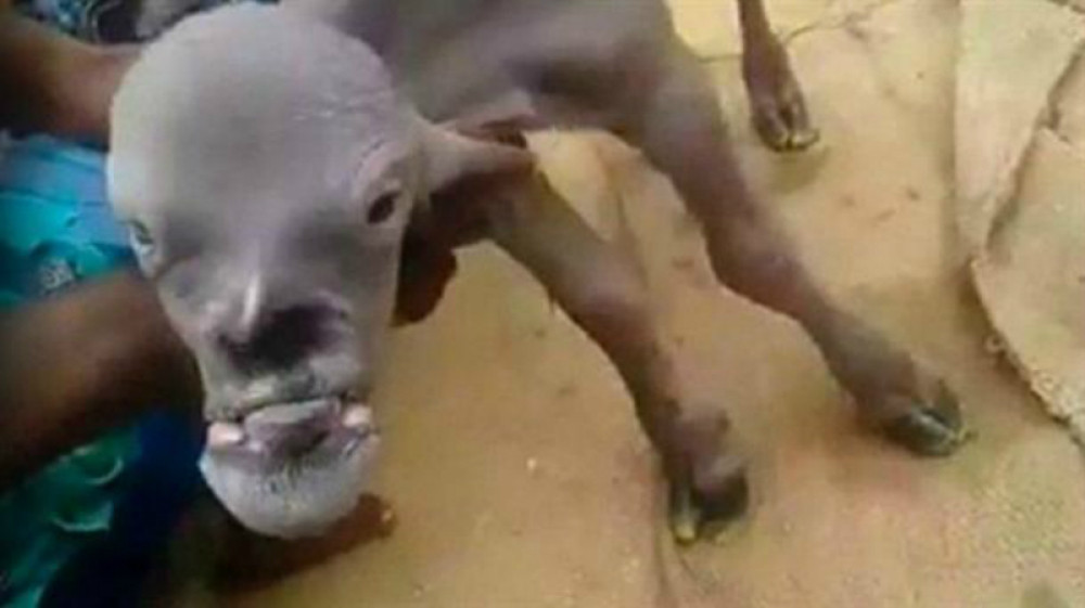 Rođena koza sa ljudskim licem! (VIDEO)