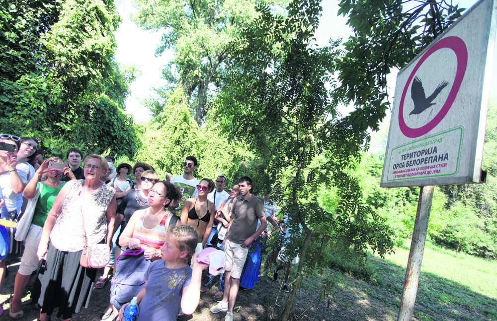 Najveći orao u Evropi u srcu Beograda