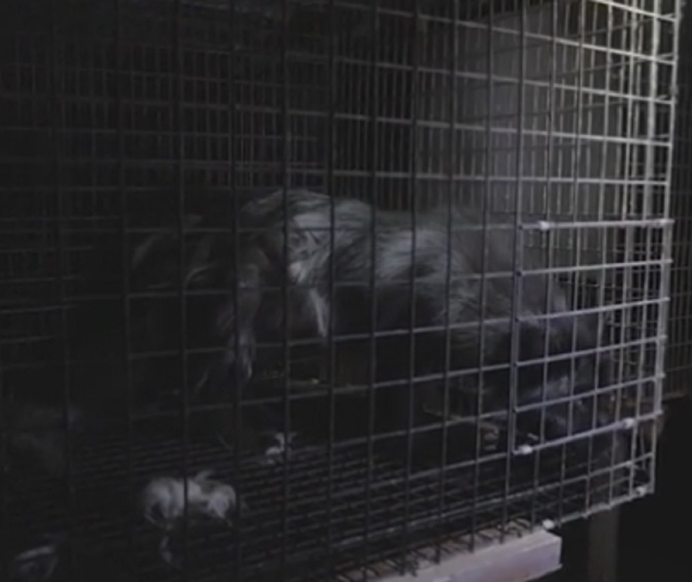 UZNEMIRUJUĆE~Otkriveni snimci zlostavljanja životinja (VIDEO)