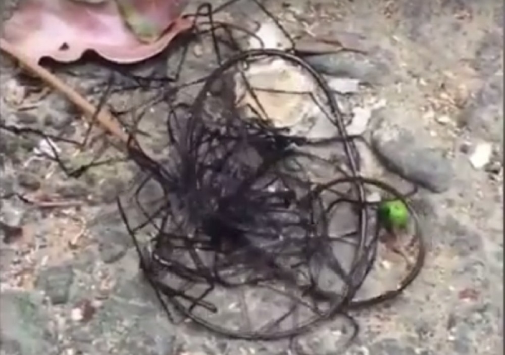 Mislili su da je žica, a onda je počelo da se pomera!