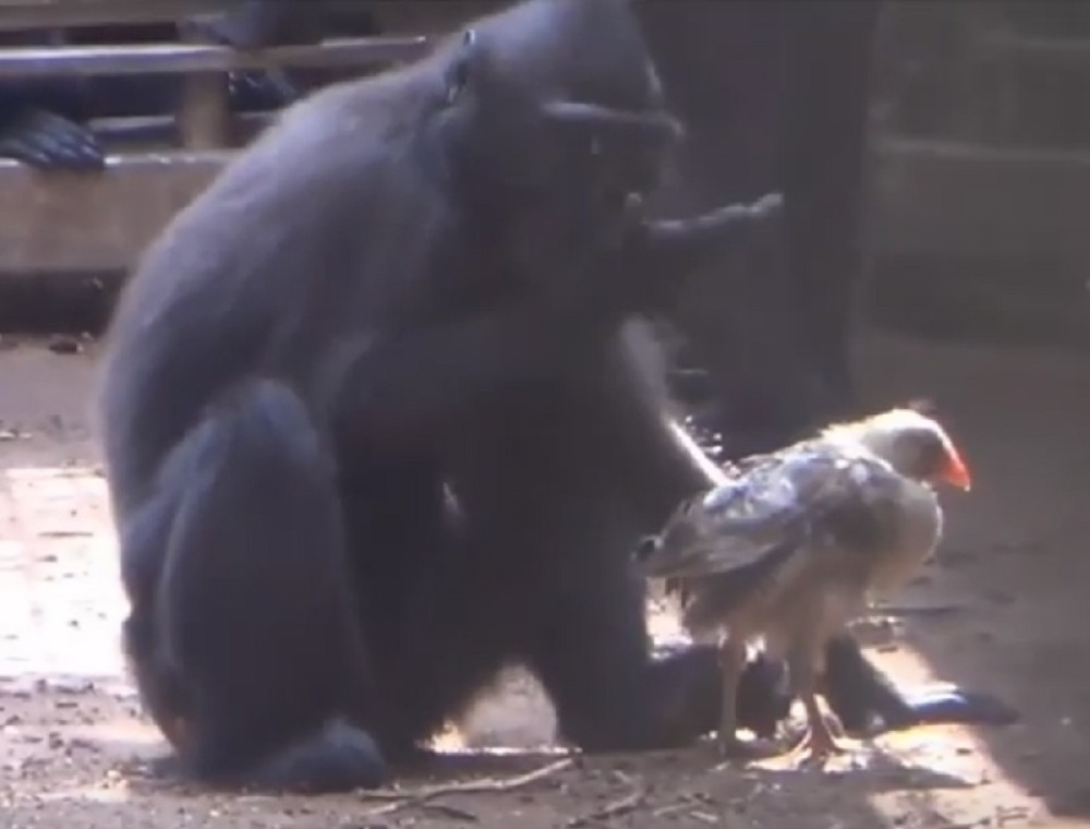 Usamljena majmunica usvojila kokošku (VIDEO)