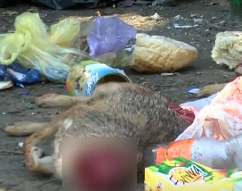 UZNEMIRUJUĆI SADRŽAJ~Monstrumi psima odsekli glave (VIDEO)