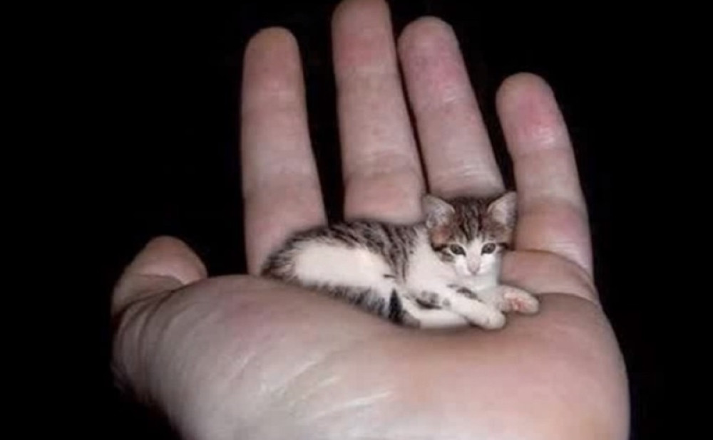 Nećete pogoditi koliko je centimetara dugačka! (VIDEO)