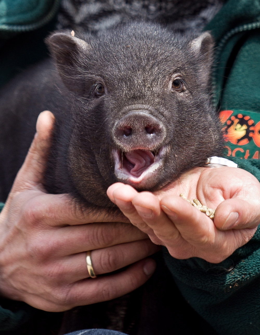 Prodaje stranački neopredeljeno emancipovano prase!